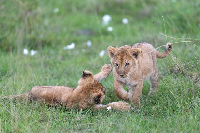 Kenya